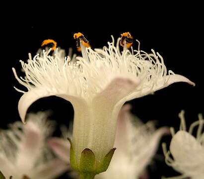 Image of bogbean