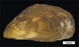 Image of Conrad's False Mussel