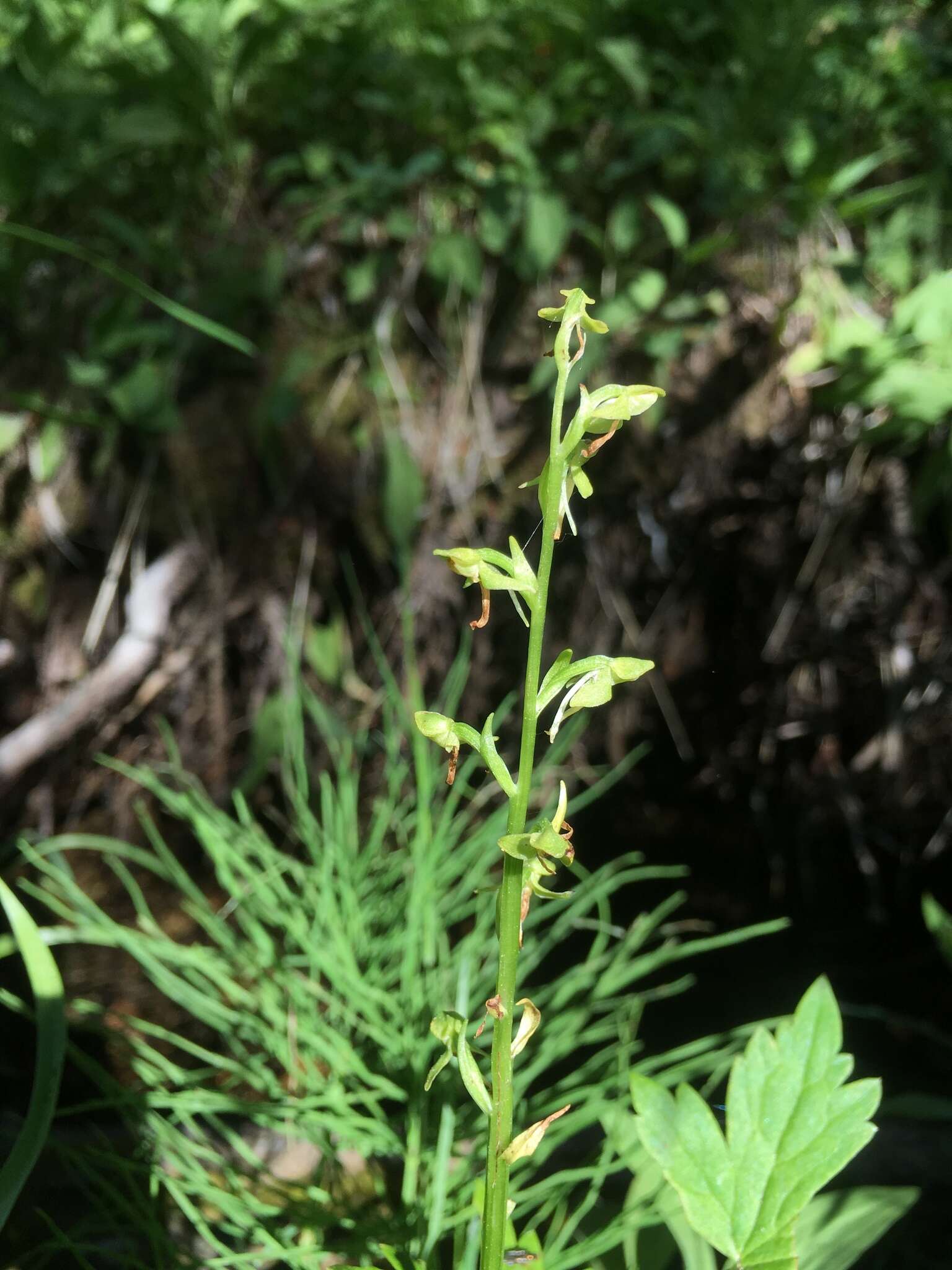 Image of Canyon Bog Orchid