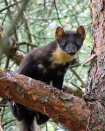 Image of European Pine Marten