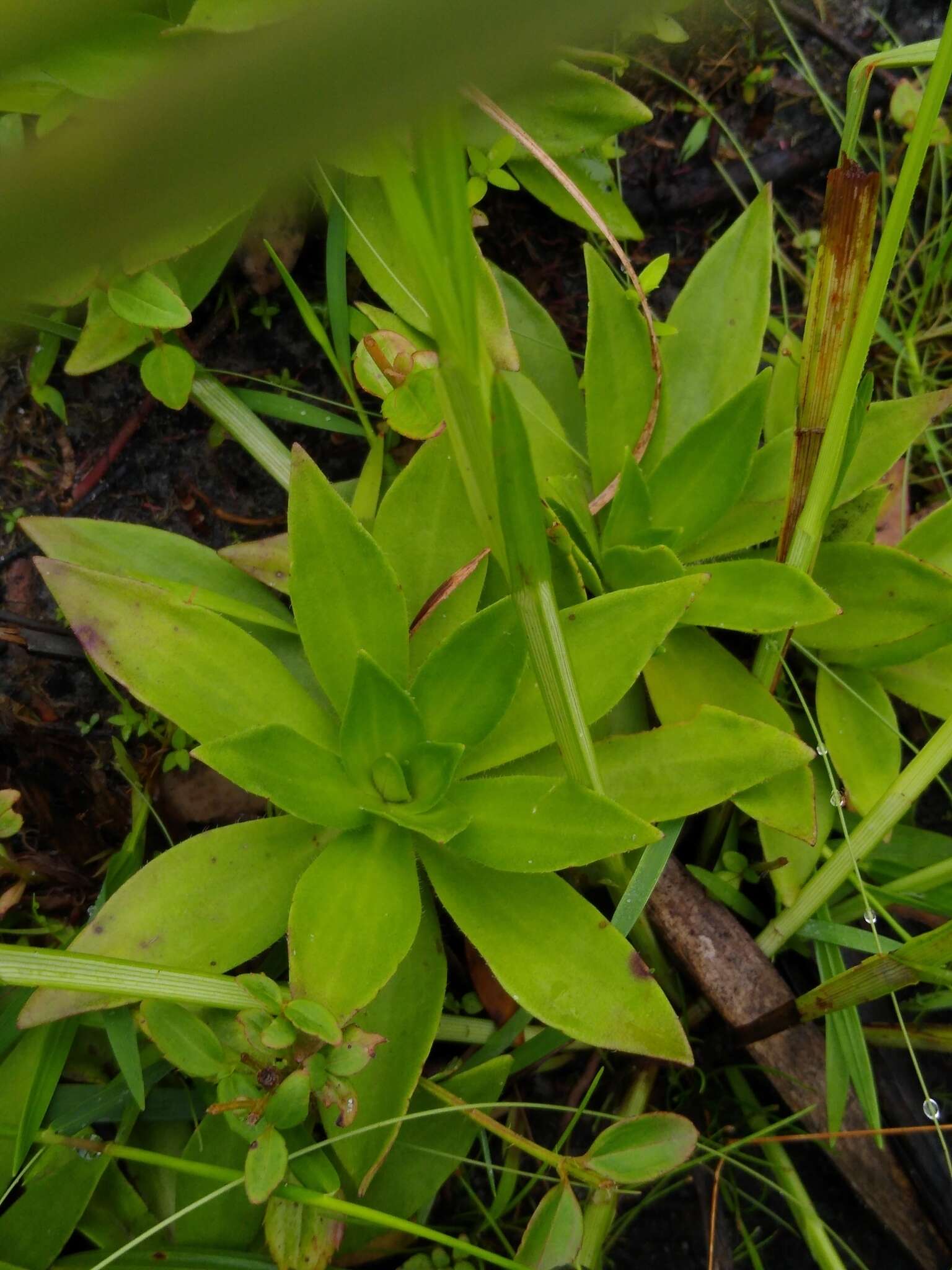 Image of pineland chaffhead