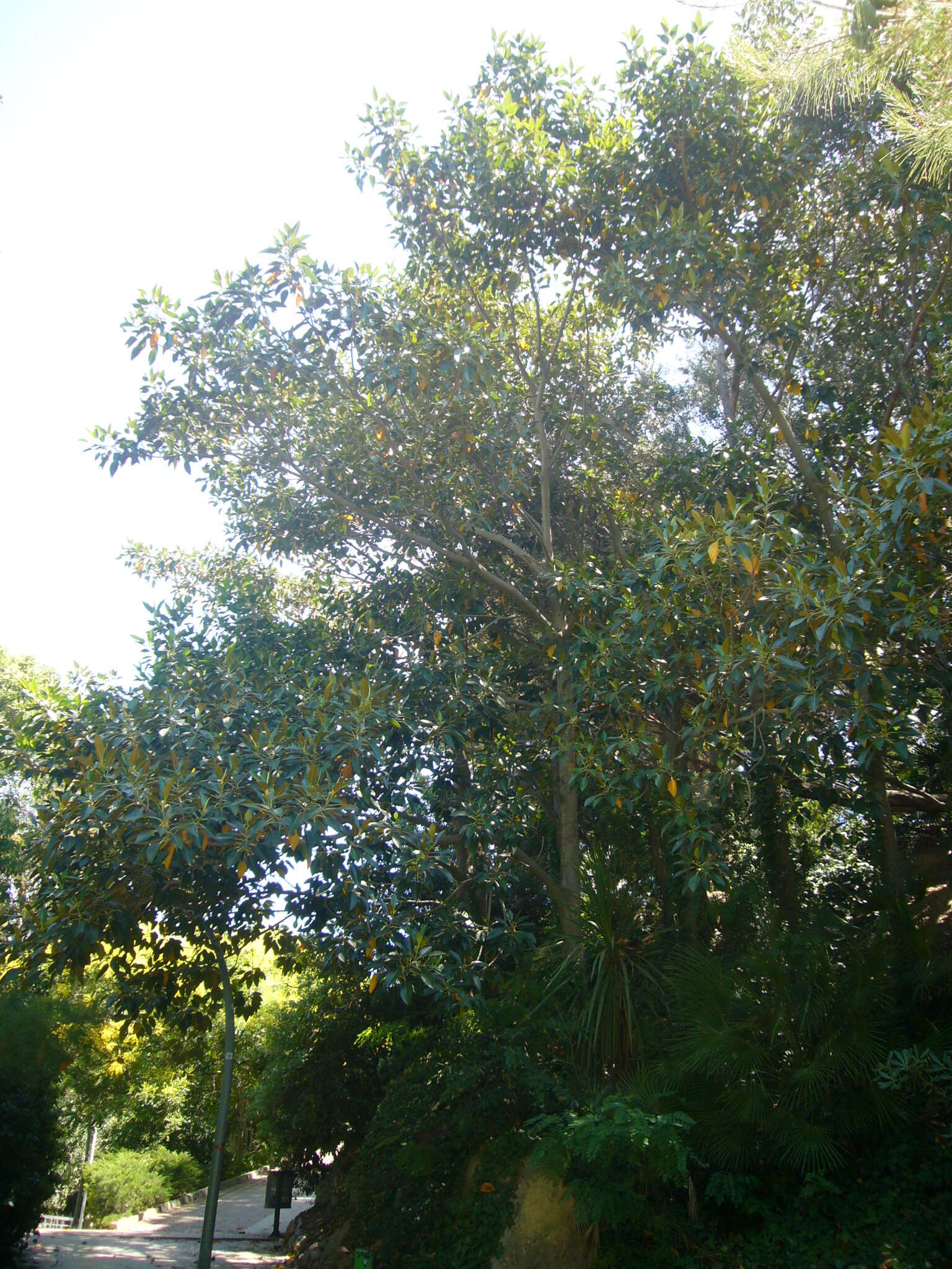 Imagem de Ficus macrophylla Desf.