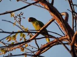 Amazona leucocephala caymanensis (Cory 1886) resmi