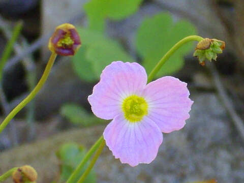 Image de Alisma Fausse Renoncule