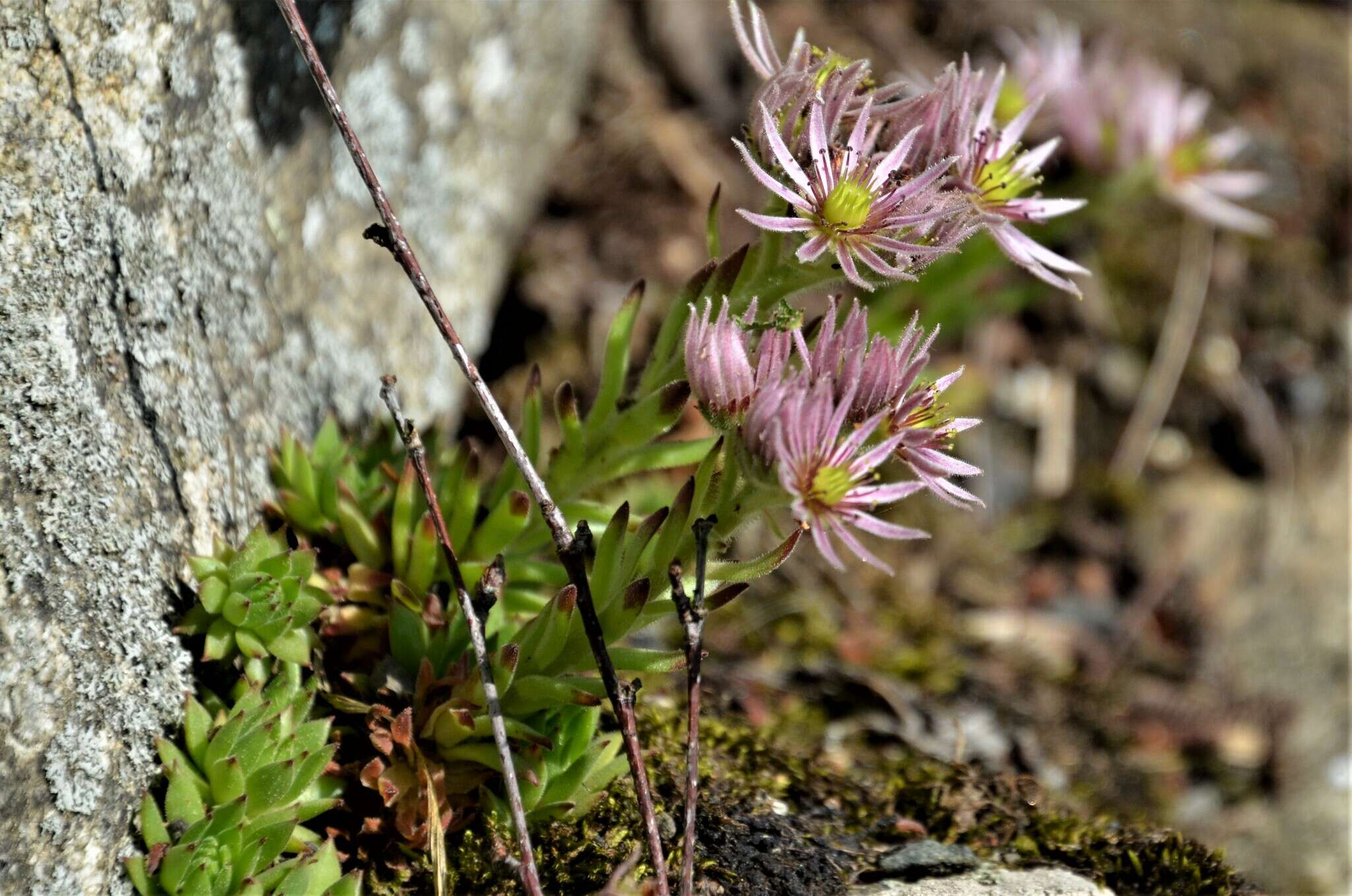 Image of Sempervivum montanum subsp. stiriacum (Wettst. ex Hayek) Hayek
