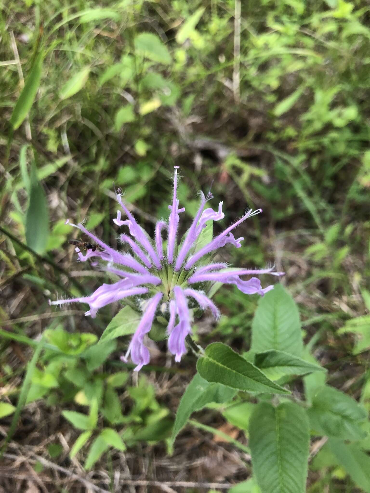 Image of wild bergamot