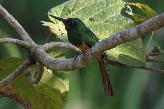 Image of Bluish-fronted Jacamar