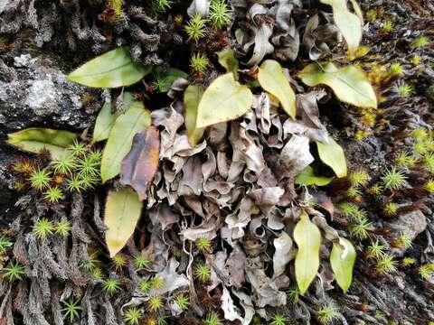 Image of Elaphoglossum hybridum (Bory) Brack.