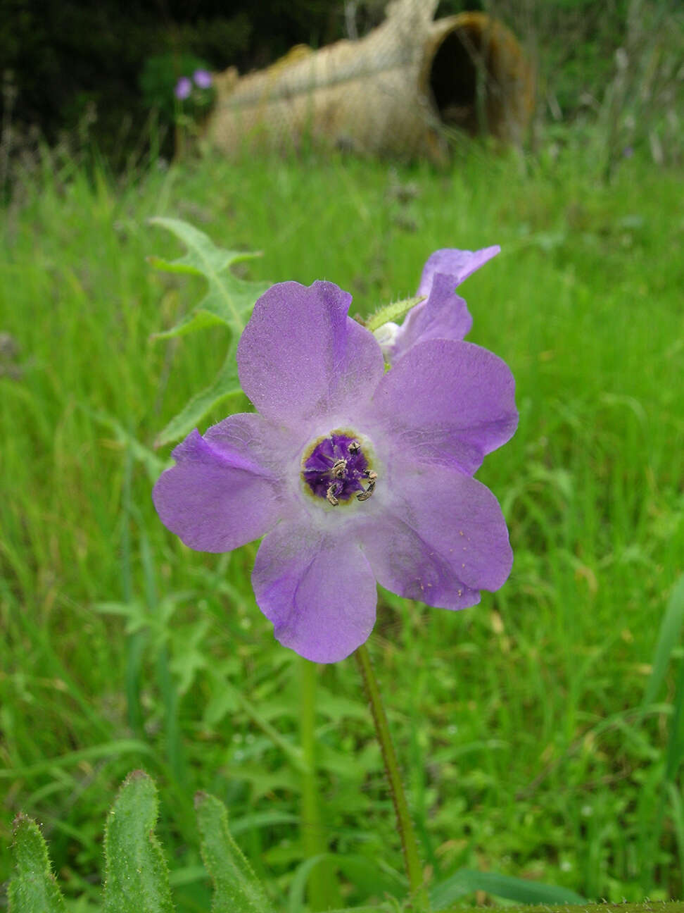 Pholistoma auritum var. auritum resmi