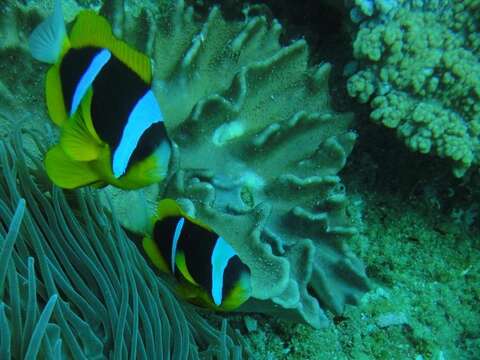 Image of Allard's clownfish