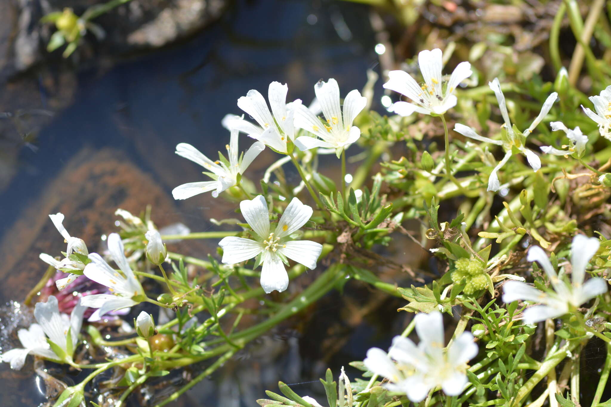 Image of Douglas' meadowfoam