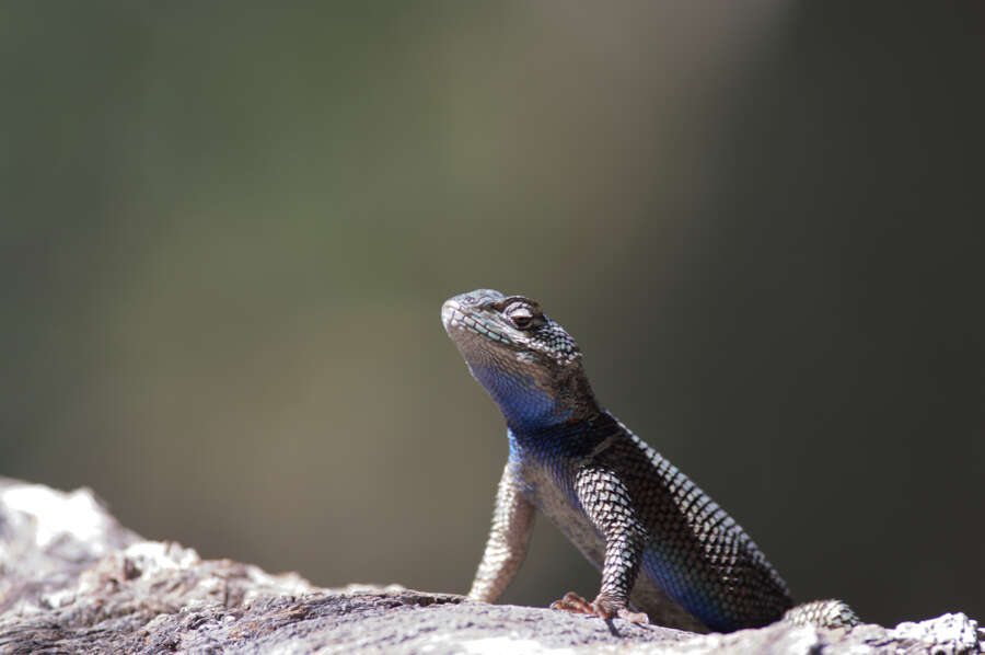 Image of Sceloporus jarrovii jarrovii Cope 1875