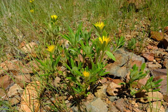 Image of Hirpicium gazanioides (Harv.) Roessler