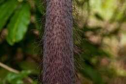 Amorphophallus hirtus N. E. Br. resmi