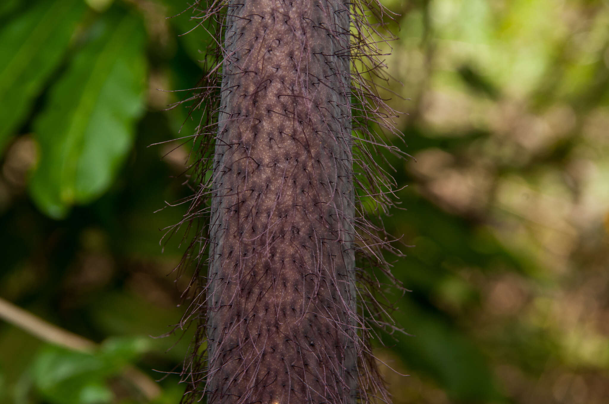 Image of Amorphophallus hirtus N. E. Br.