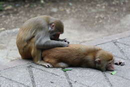 Image of Rhesus Monkey