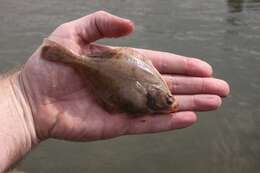 Image of Starry flounders