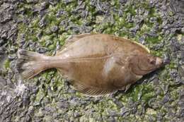 Image of Starry flounders