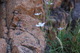 Image of Dianthus furcatus subsp. gyspergerae (Rouy) Briq.