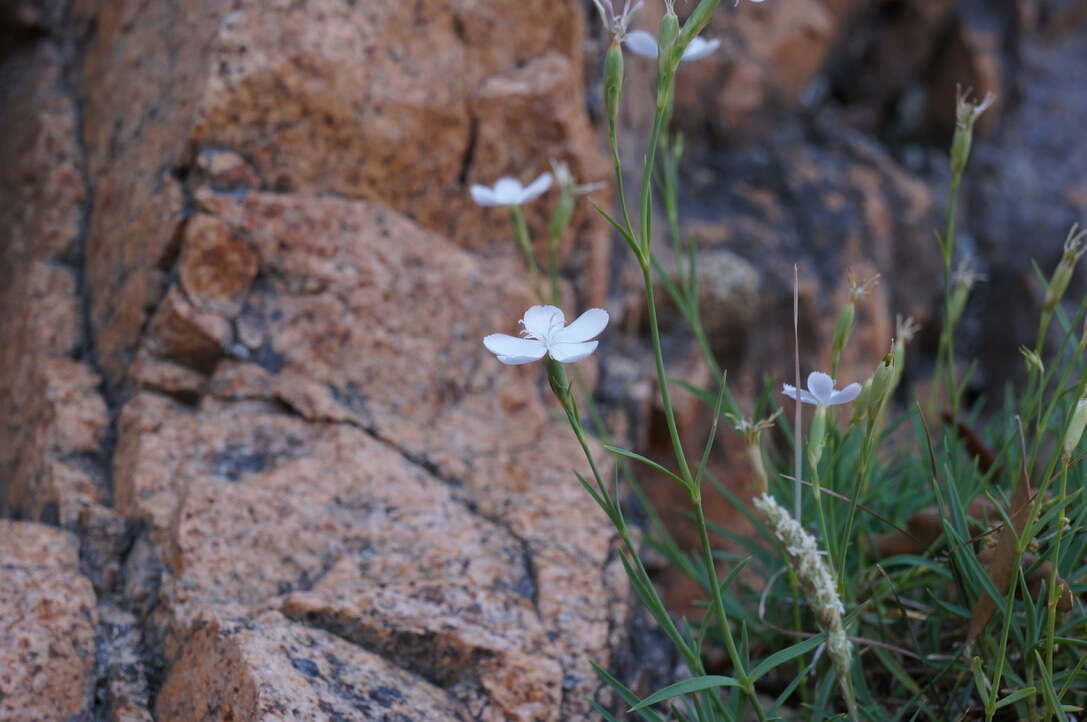 Image of Dianthus furcatus subsp. gyspergerae (Rouy) Briq.