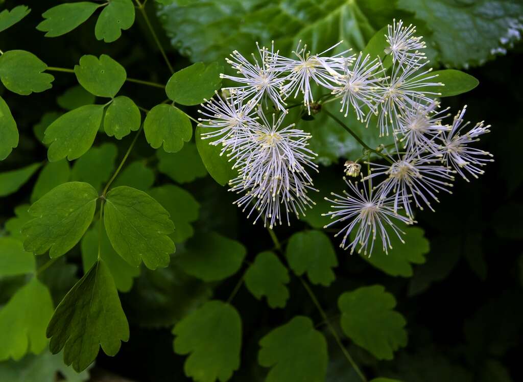 Image of Thalictrum aquilegiifolium