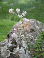 Sivun Galium paniculatum (Bunge) Pobed. kuva