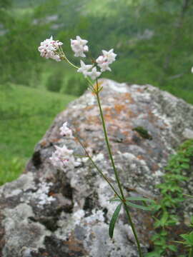 Plancia ëd Galium paniculatum (Bunge) Pobed.