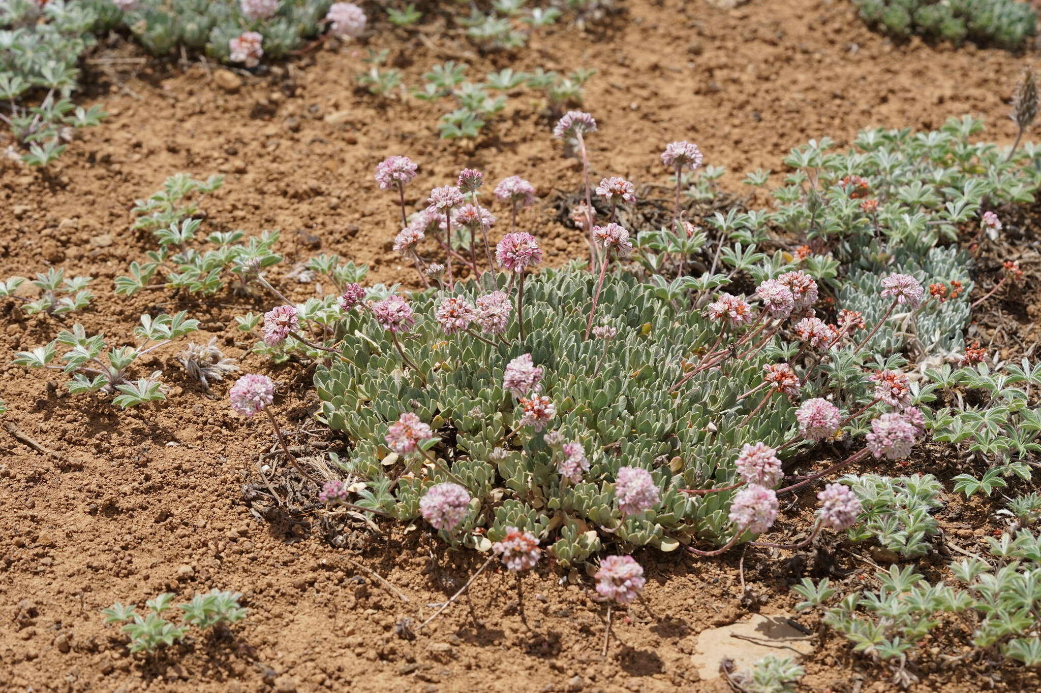 Image of cushion buckwheat