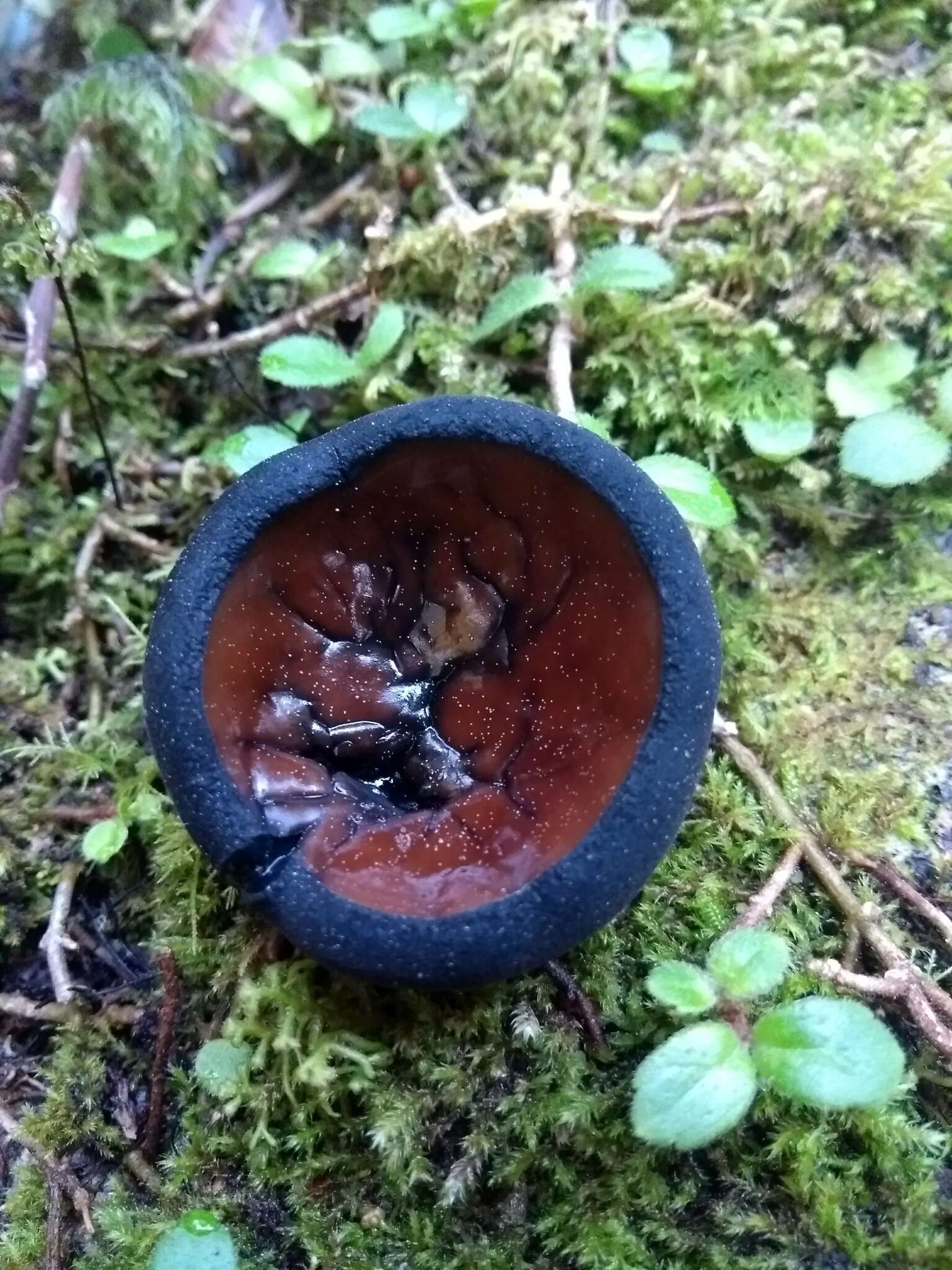 Image of Plectania chilensis (Mont.) Gamundí 1971