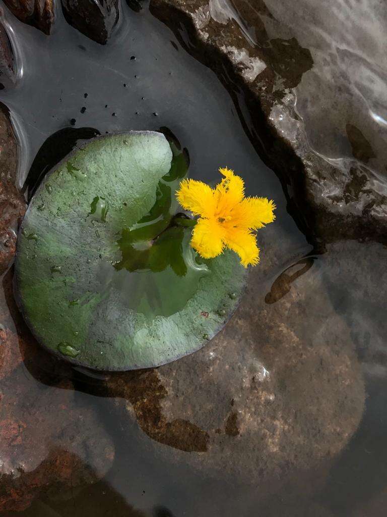 Image of Nymphoides fallax Ornduff