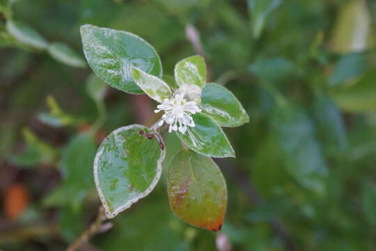 Image of pepperbush