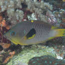 Image of Dwarf slingjaw wrasse