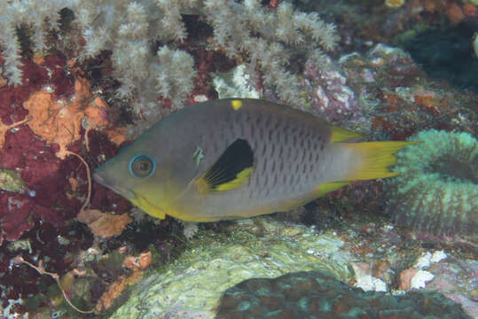 Image of Dwarf slingjaw wrasse