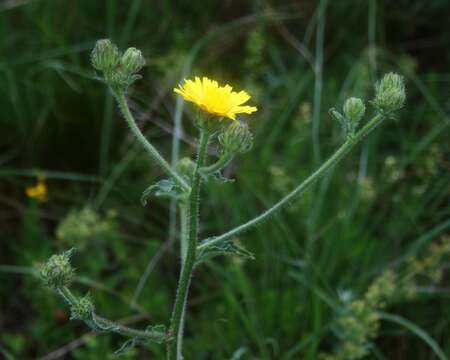 Image of bristly hawksbeard