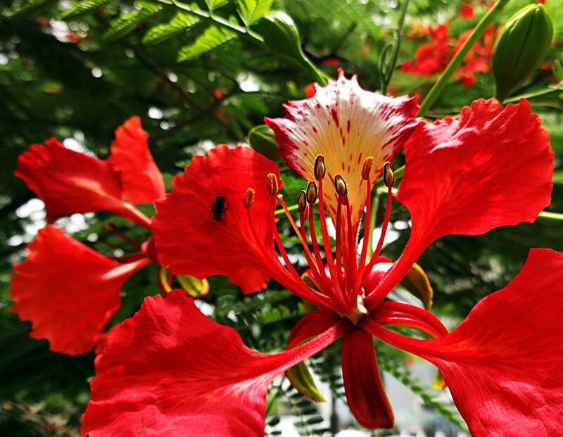 Image of Delonix regia (Bojer ex Hook.) Raf.