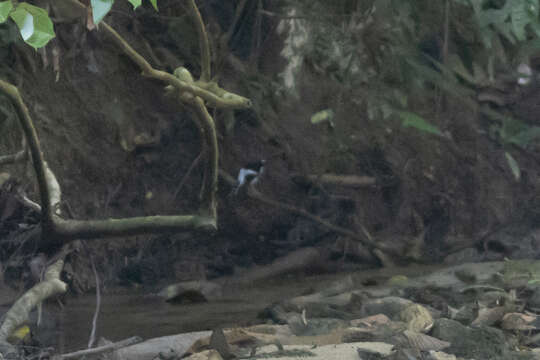 Image of Chestnut-naped Forktail