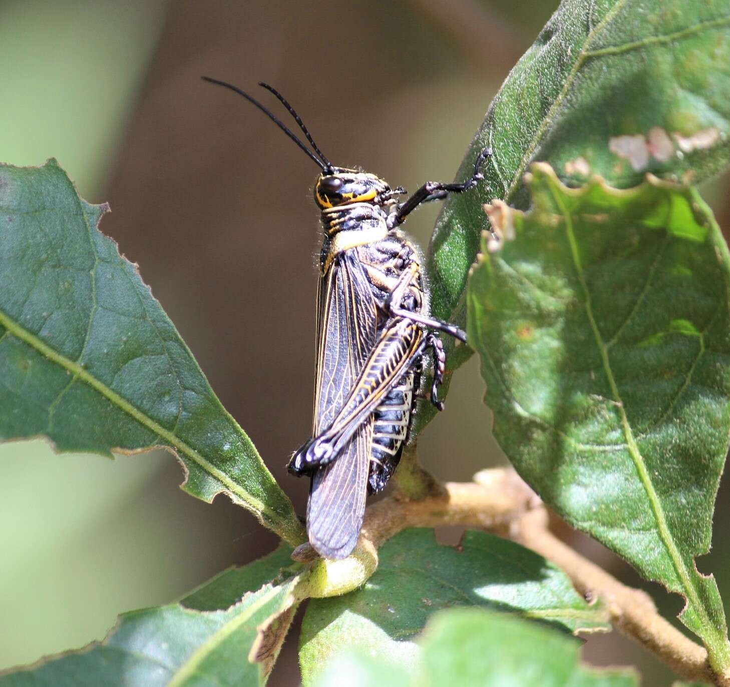 Image de Chromacris nuptialis (Gerstaecker 1873)