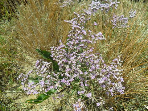 Image of Marsh Rosemary