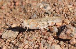 Image of Trimerotropis agrestis McNeill 1900