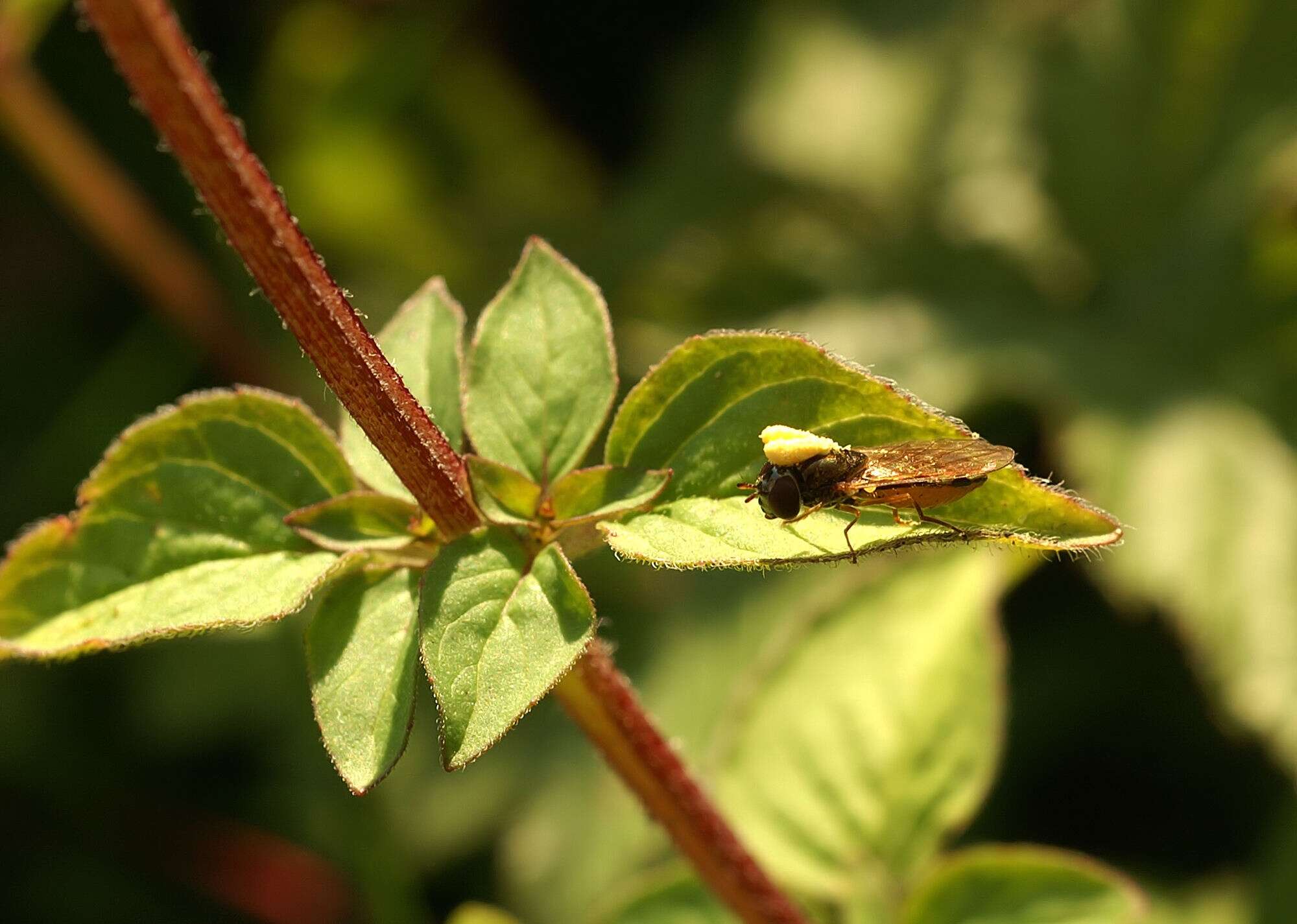 Imagem de Epipactis palustris (L.) Crantz