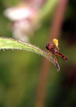 Imagem de Epipactis palustris (L.) Crantz