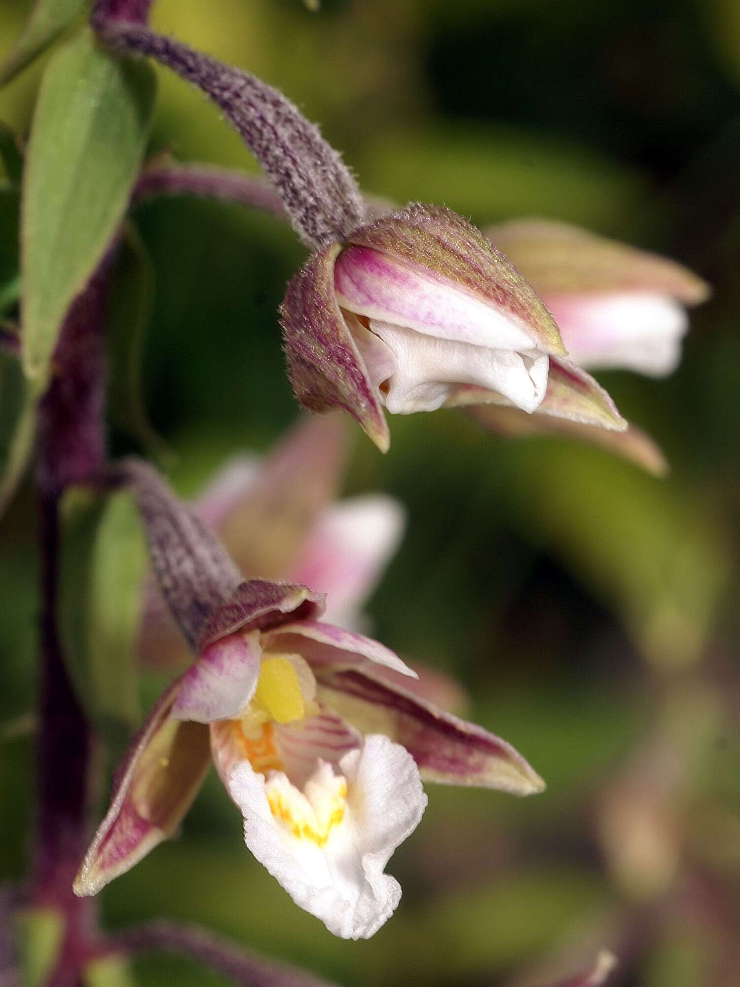 Imagem de Epipactis palustris (L.) Crantz