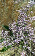 Image of Marsh Rosemary