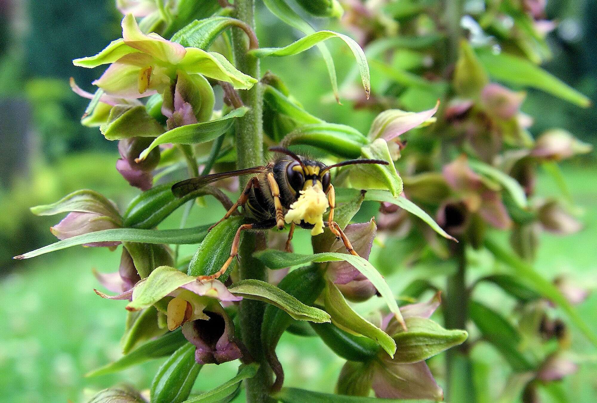 Image of Broad-leaved Helleborine