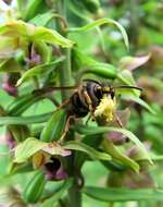 Imagem de Epipactis helleborine (L.) Crantz