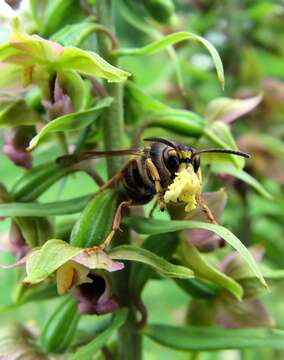 Image of Broad-leaved Helleborine