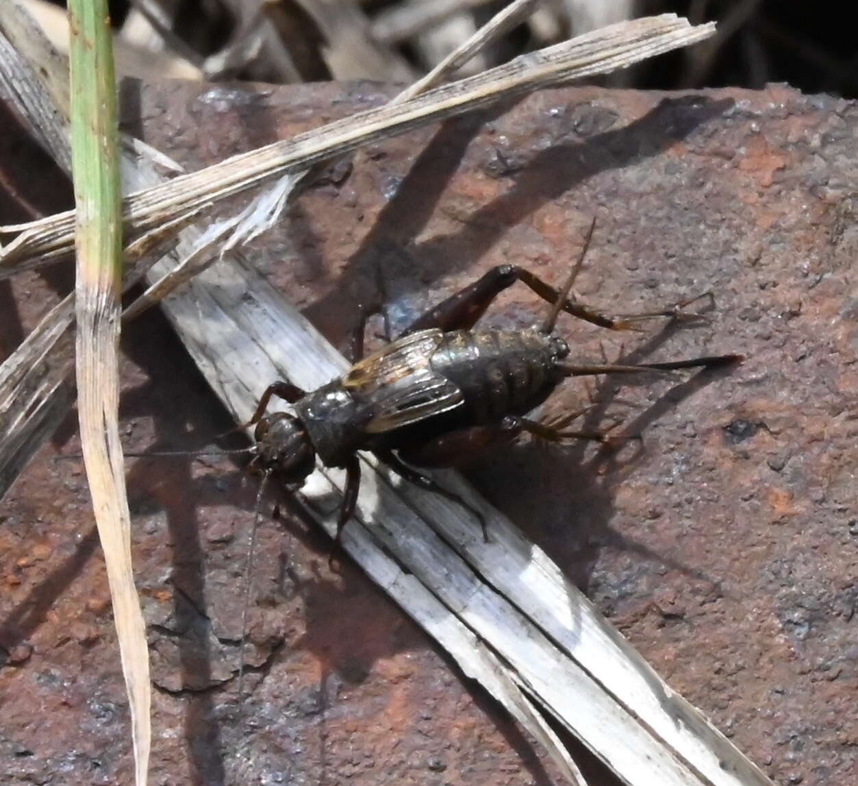 Allonemobius fasciatus (De Geer 1773) resmi