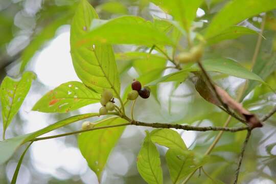 Image of Arachnothryx chiapensis (Brandegee) Borhidi