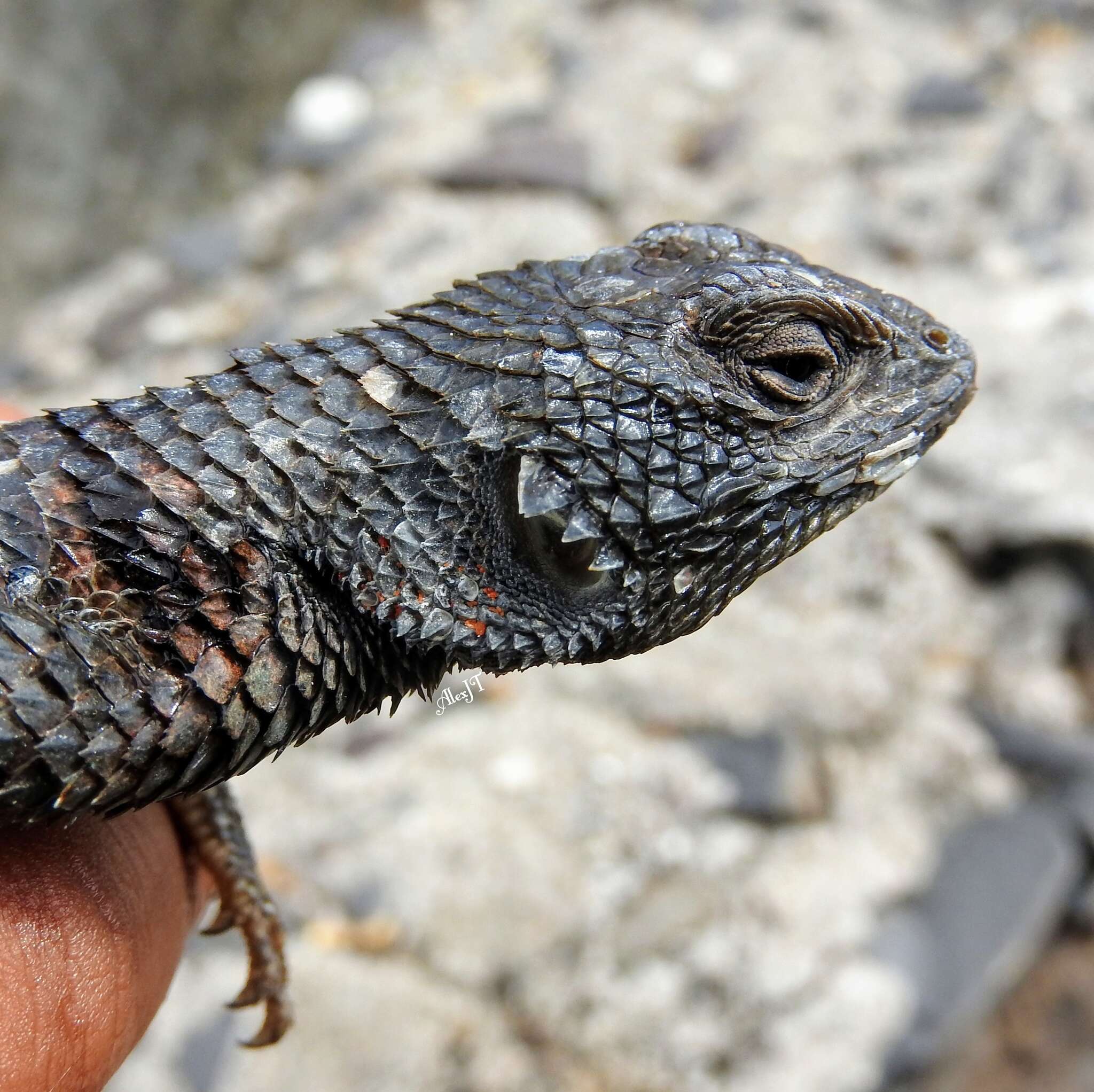 Image of Sceloporus torquatus melanogaster Cope 1885