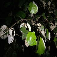 Image of Pterospermum diversifolium Bl.